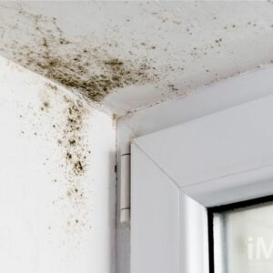 where does black mold come from and what is the best way to remove black mold that grows on damp walls