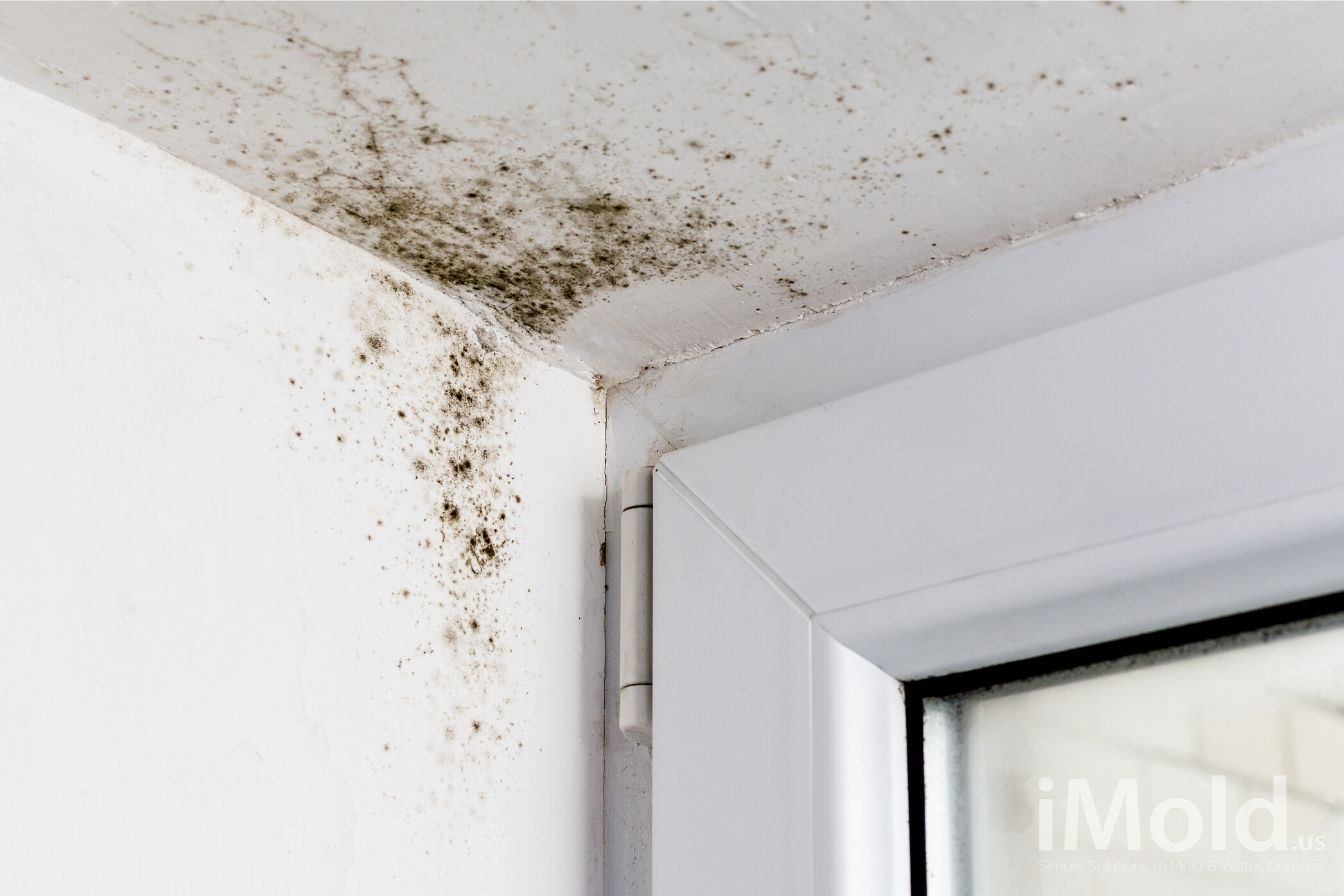 where does black mold come from and what is the best way to remove black mold that grows on damp walls