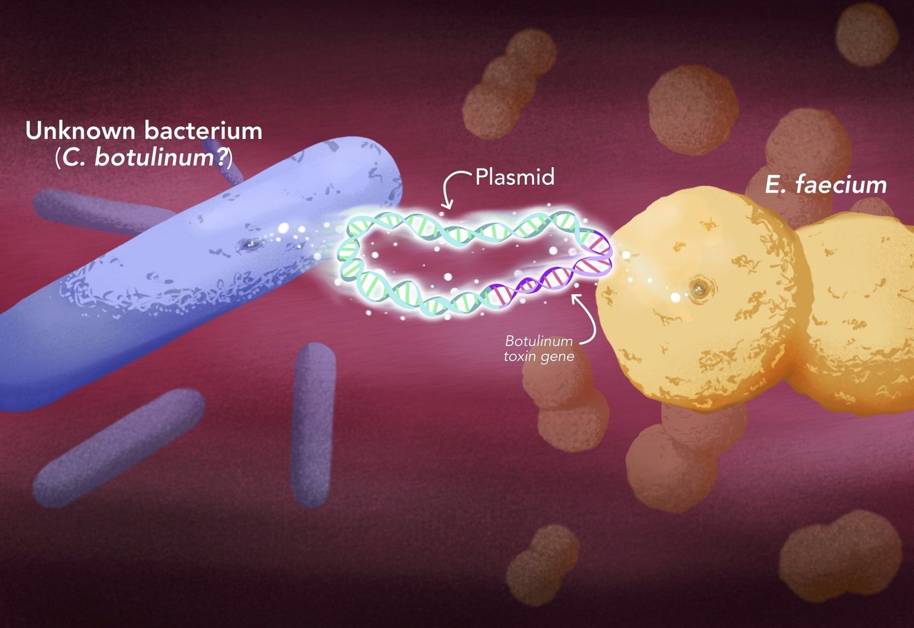 where does botulism bacteria come from and what causes botulism infections