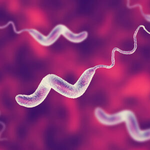 where does campylobacter bacteria come from and how do campylobacter infections spread