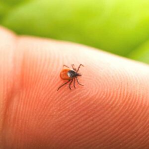 where does lyme disease come from and what is the best way to avoid lyme disease