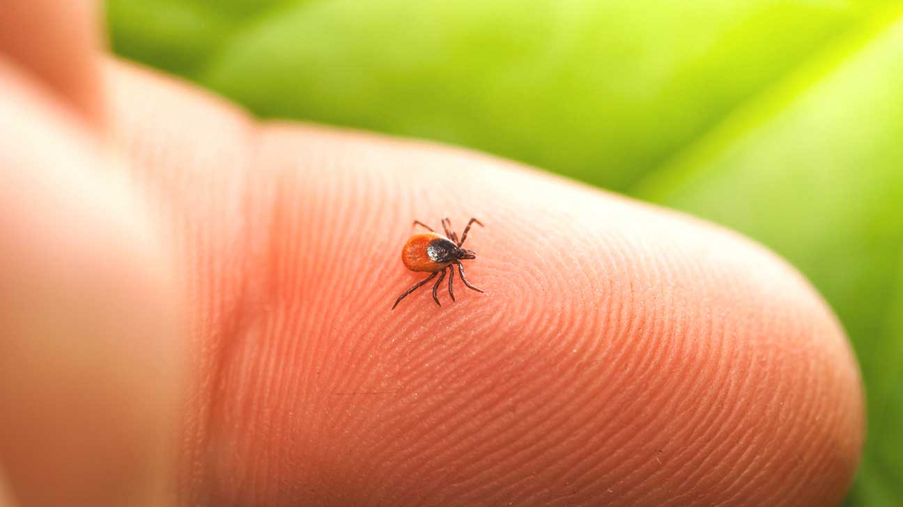 where does lyme disease come from and what is the best way to avoid lyme disease