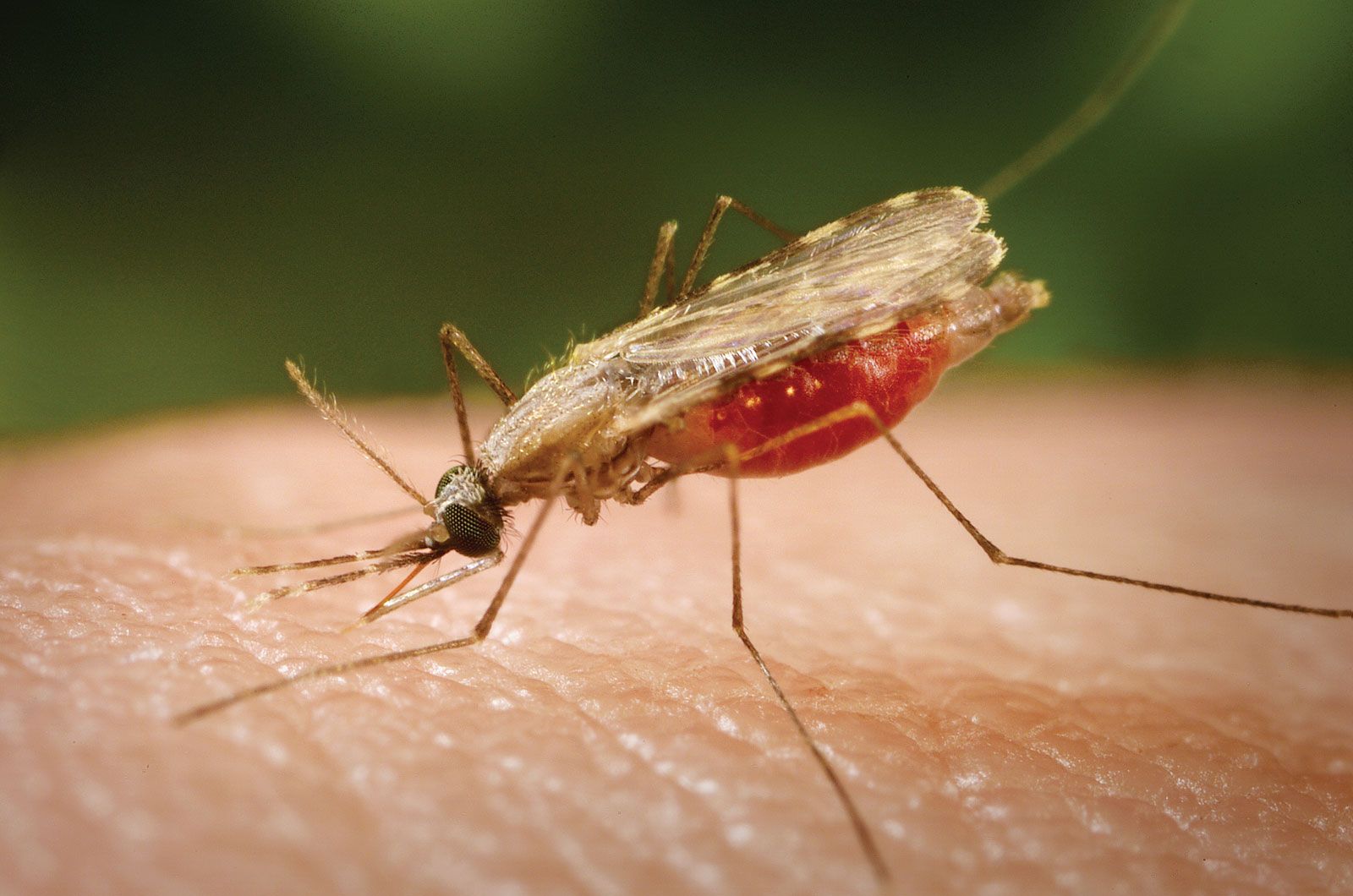 where does malaria come from and how does malaria spread