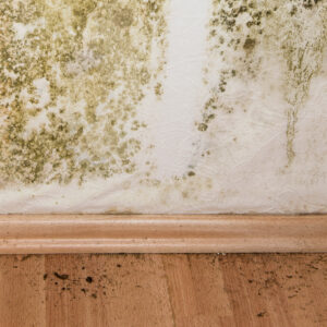 where does mold and mildew come from and what is the best way to remove mold in the home scaled