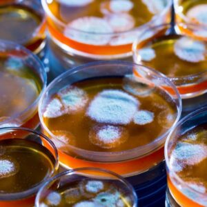 where does penicillin come from and how did scientists discover penicillin