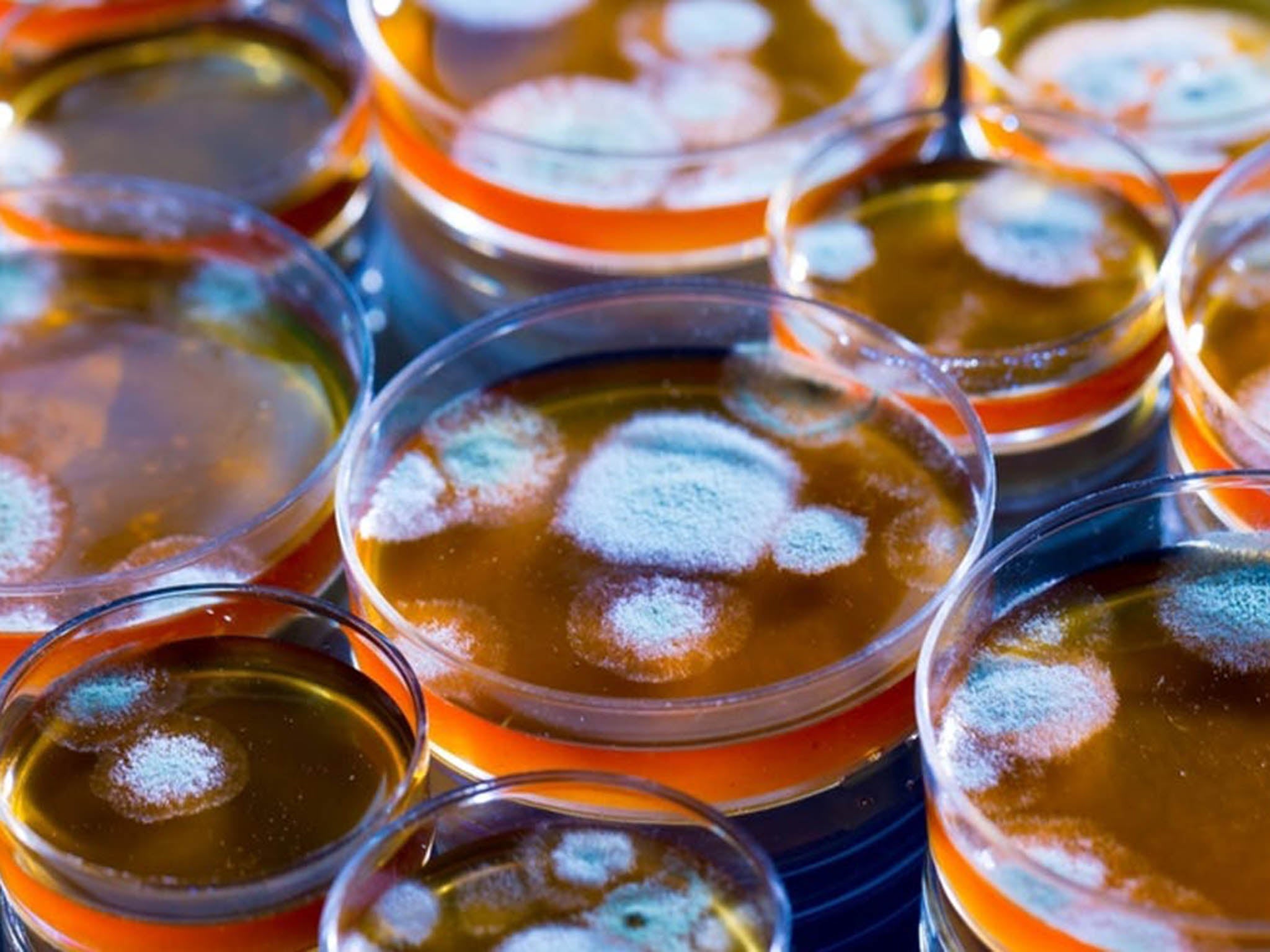 where does penicillin come from and how did scientists discover penicillin