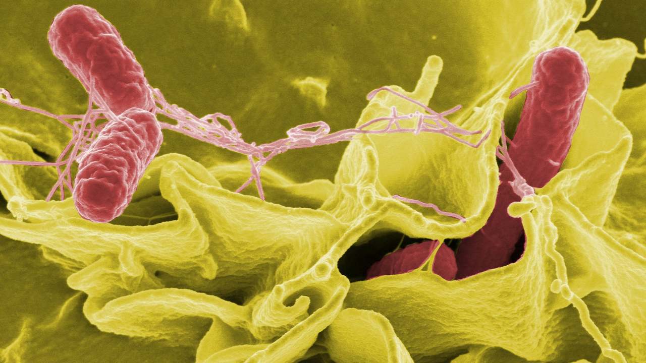 where does salmonella come from and how does salmonella bacteria spread