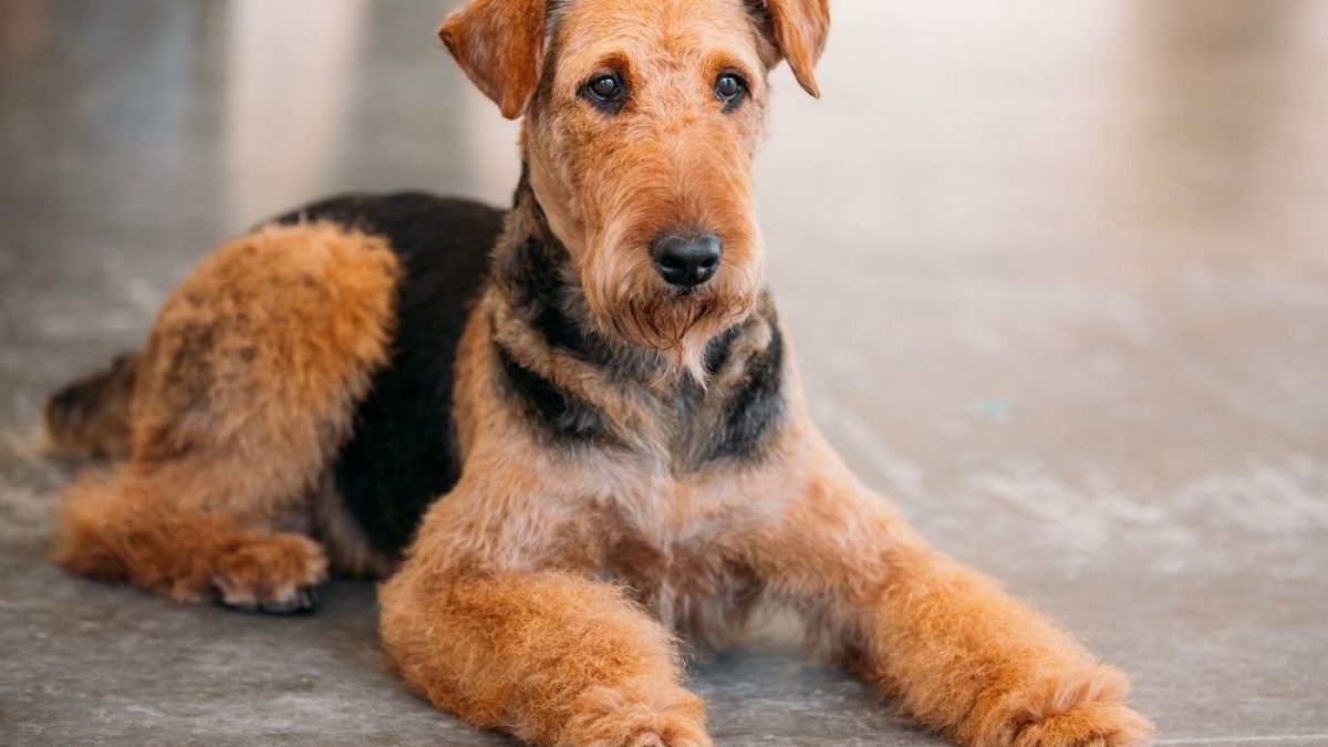 where does the airedale terrier come from and what does the name airedale mean