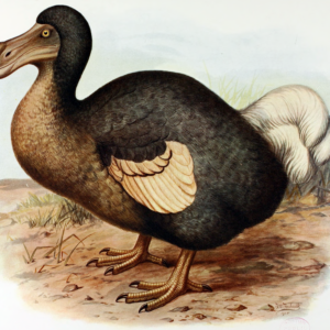 where does the expression as dead as the dodo come from and what does it mean