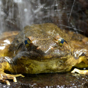 where does the expression biggest frog toad in the puddle originate and what does it mean