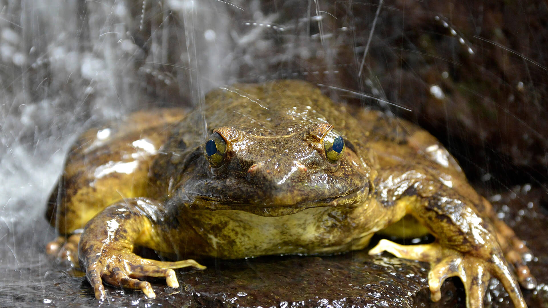 where does the expression biggest frog toad in the puddle originate and what does it mean