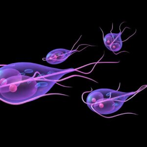 where does the giardia lamblia parasite come from and how common is giardiasis