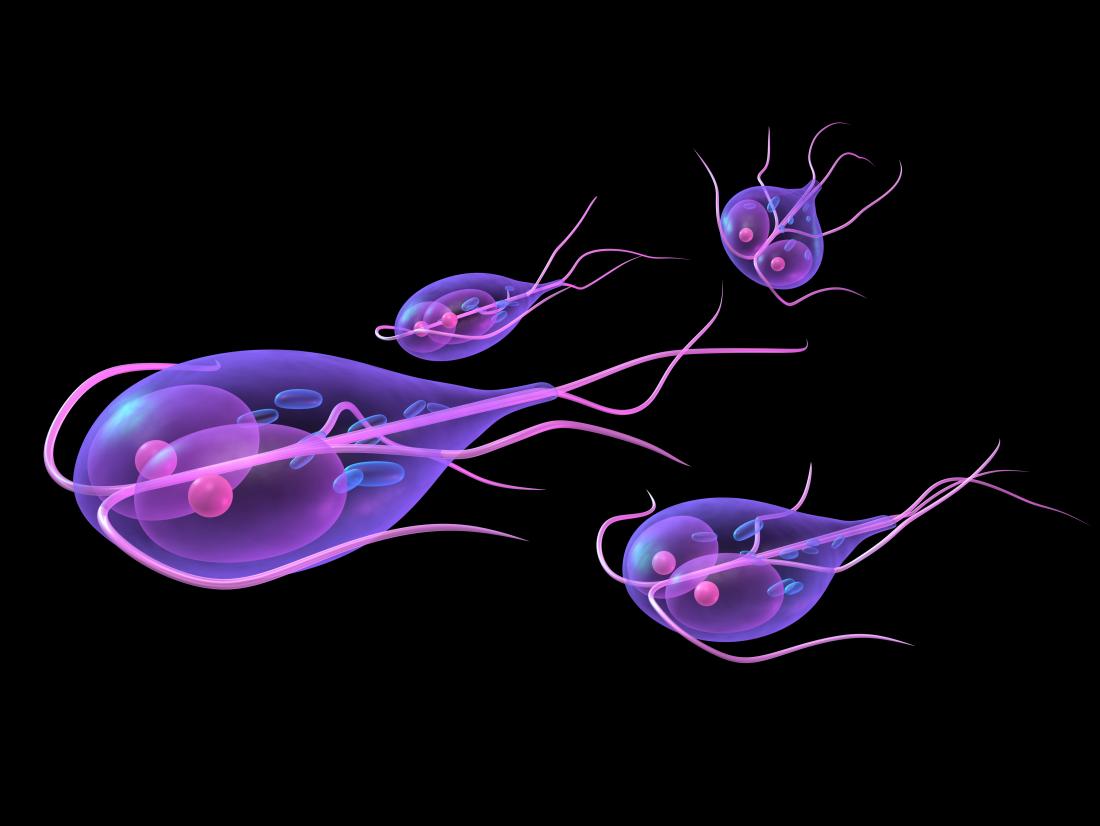 where does the giardia lamblia parasite come from and how common is giardiasis