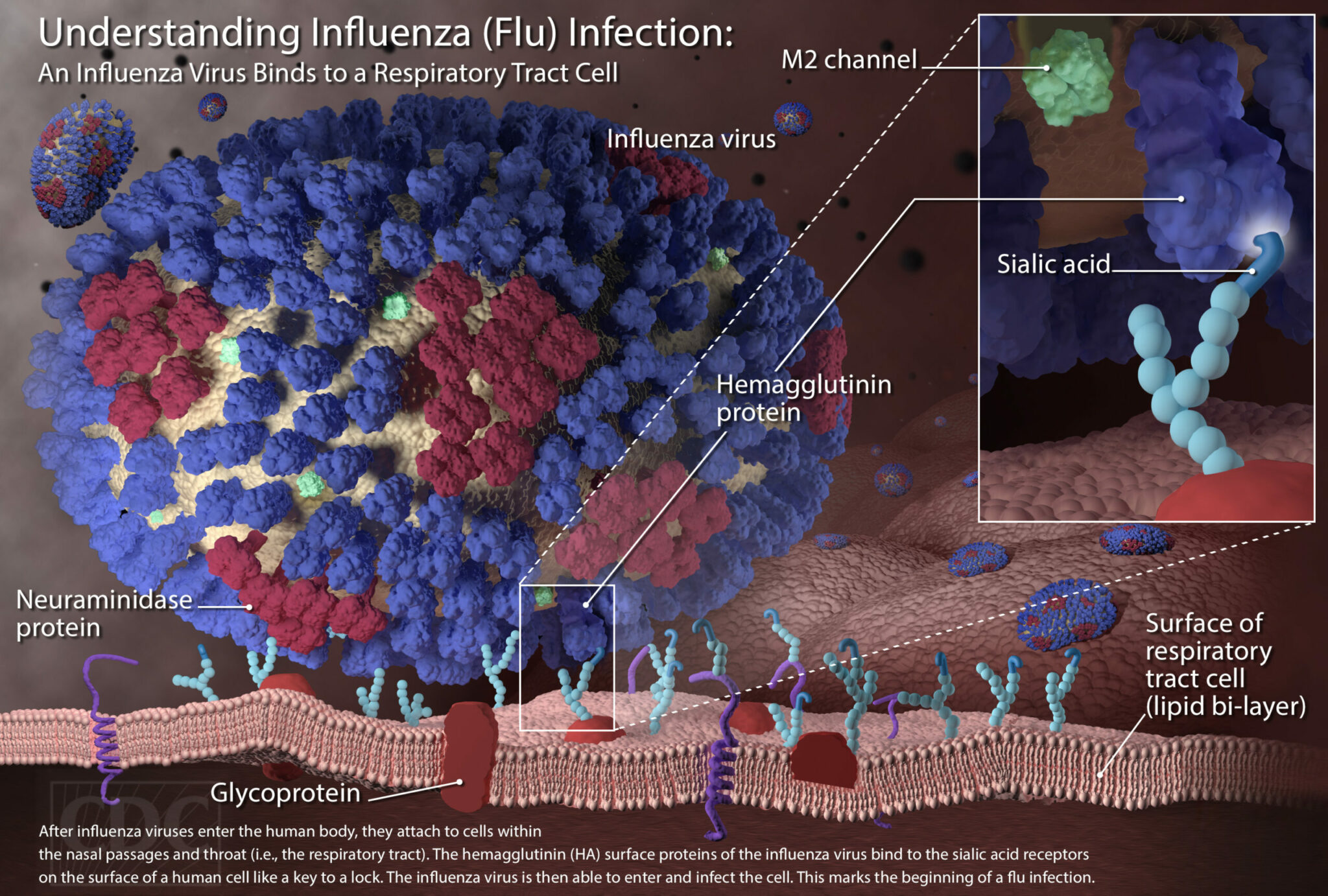 where does the influenza virus come from and what causes the flu scaled