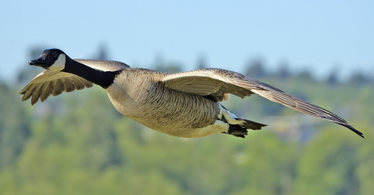 where does the phrase sound or all right on the goose come from and what does it mean