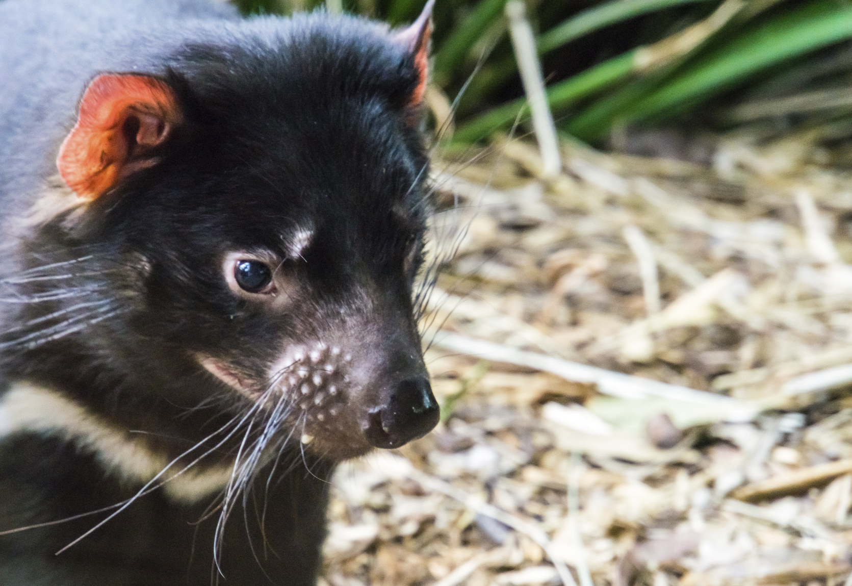 where does the tasmanian devil live and is there really an animal called the tasmanian devil
