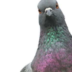 where does the term stool pigeon come from and what does stool pigeon mean