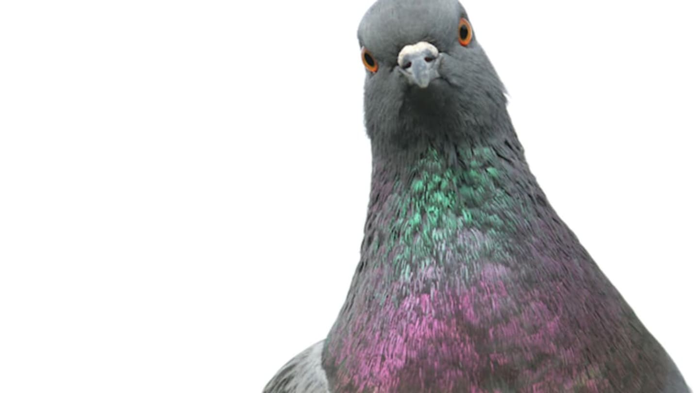 where does the term stool pigeon come from and what does stool pigeon mean
