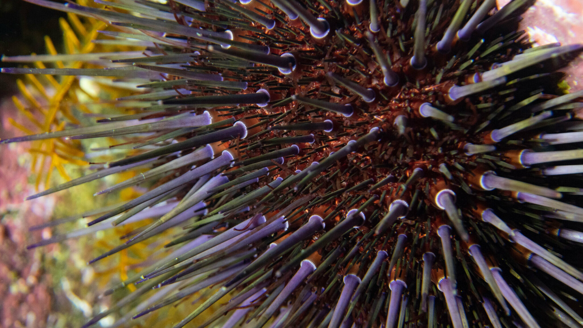 where does the term urchin come from and what does urchin mean