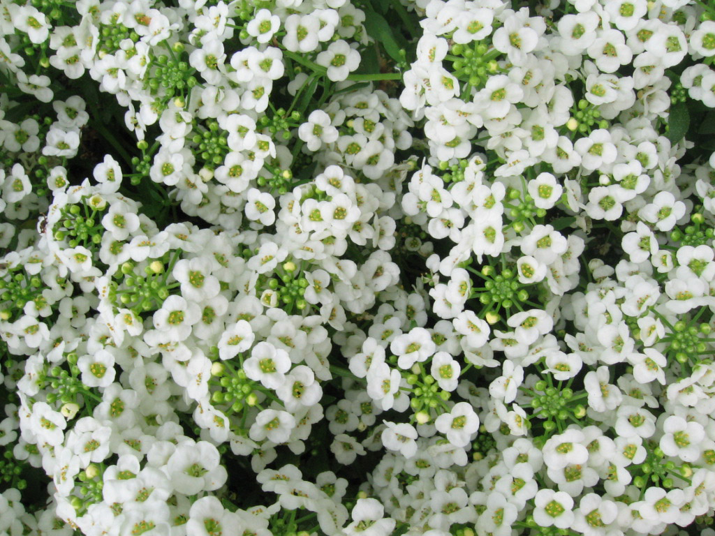 where does the word alyssum originate and what does alyssum mean