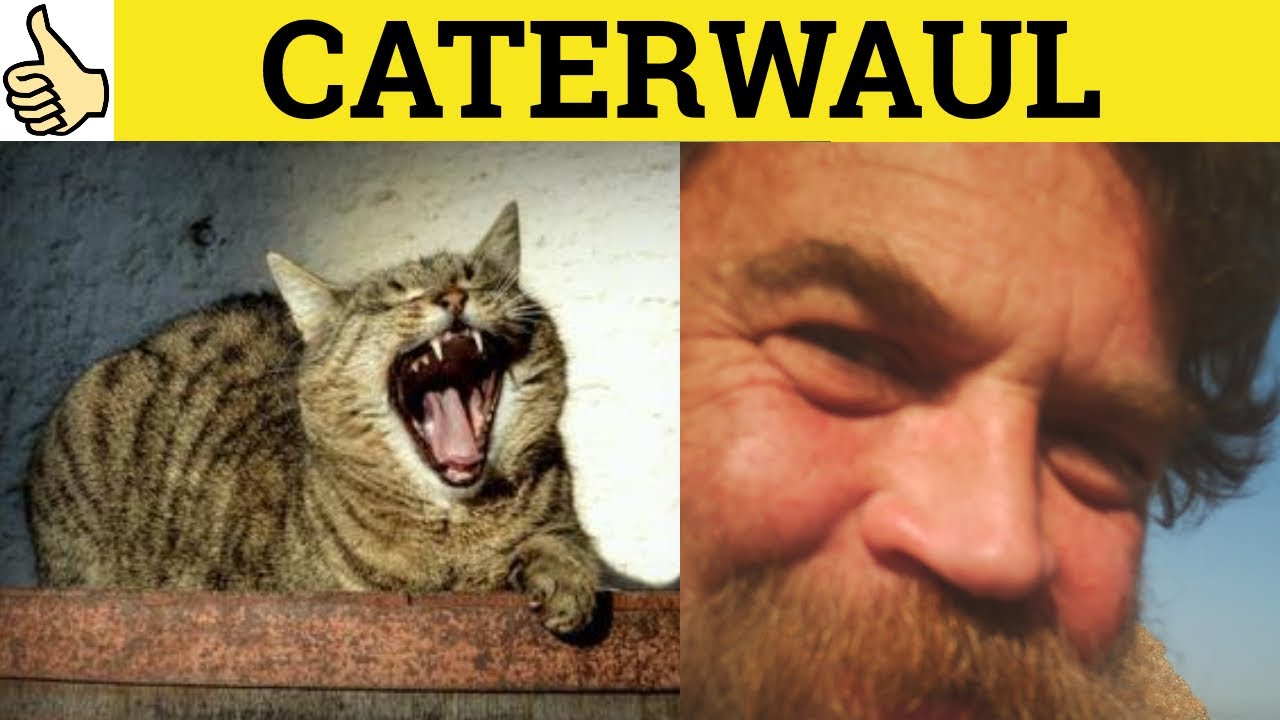 where does the word caterwaul come from and what does caterwaul mean