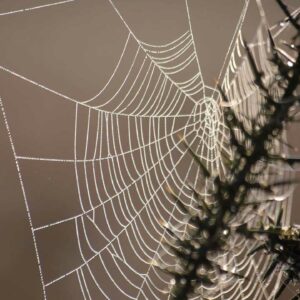 where does the word cobweb come from and what does cobweb mean