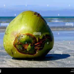 where does the word coconut come from and what does coconut mean in portuguese