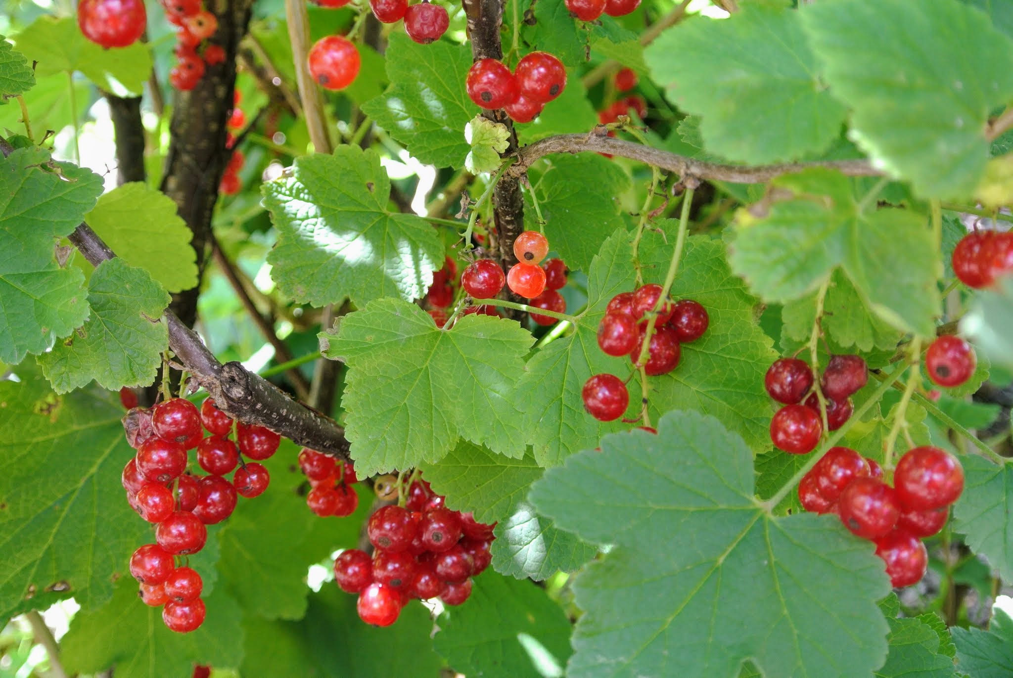 where does the word currant originate and what does currant mean