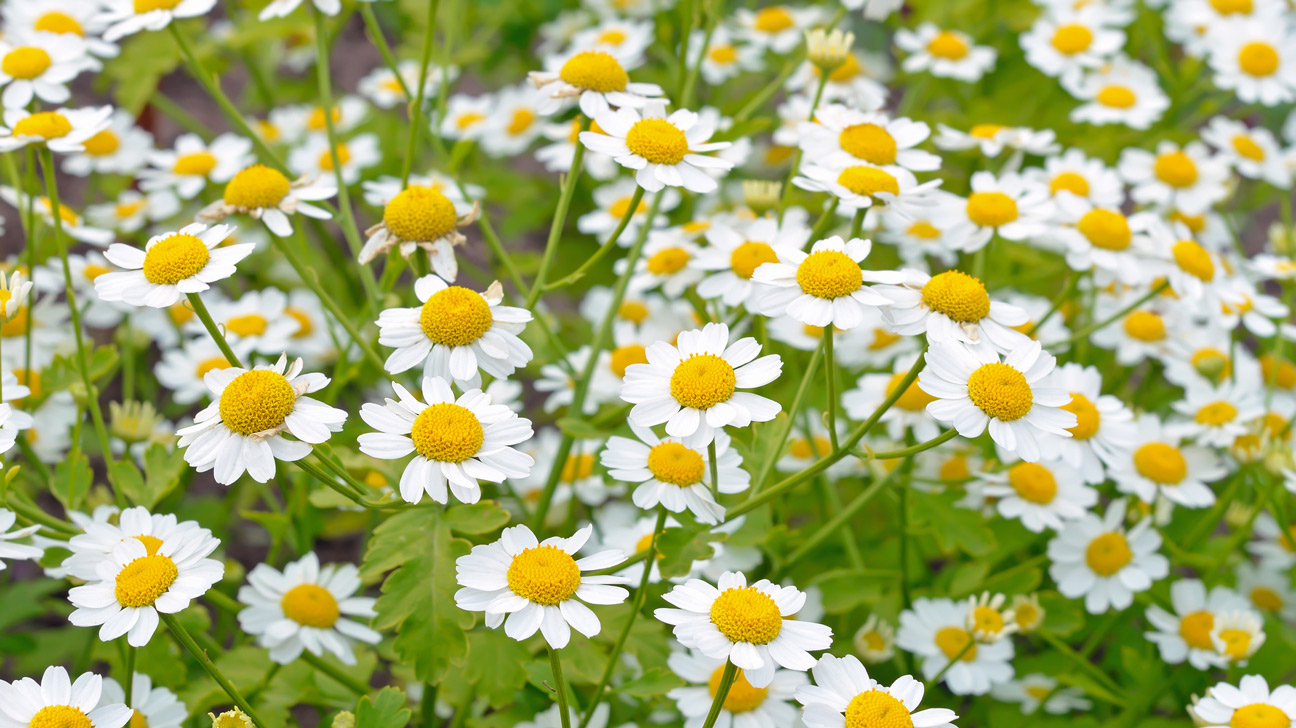 where does the word feverfew come from and what does feverfew mean