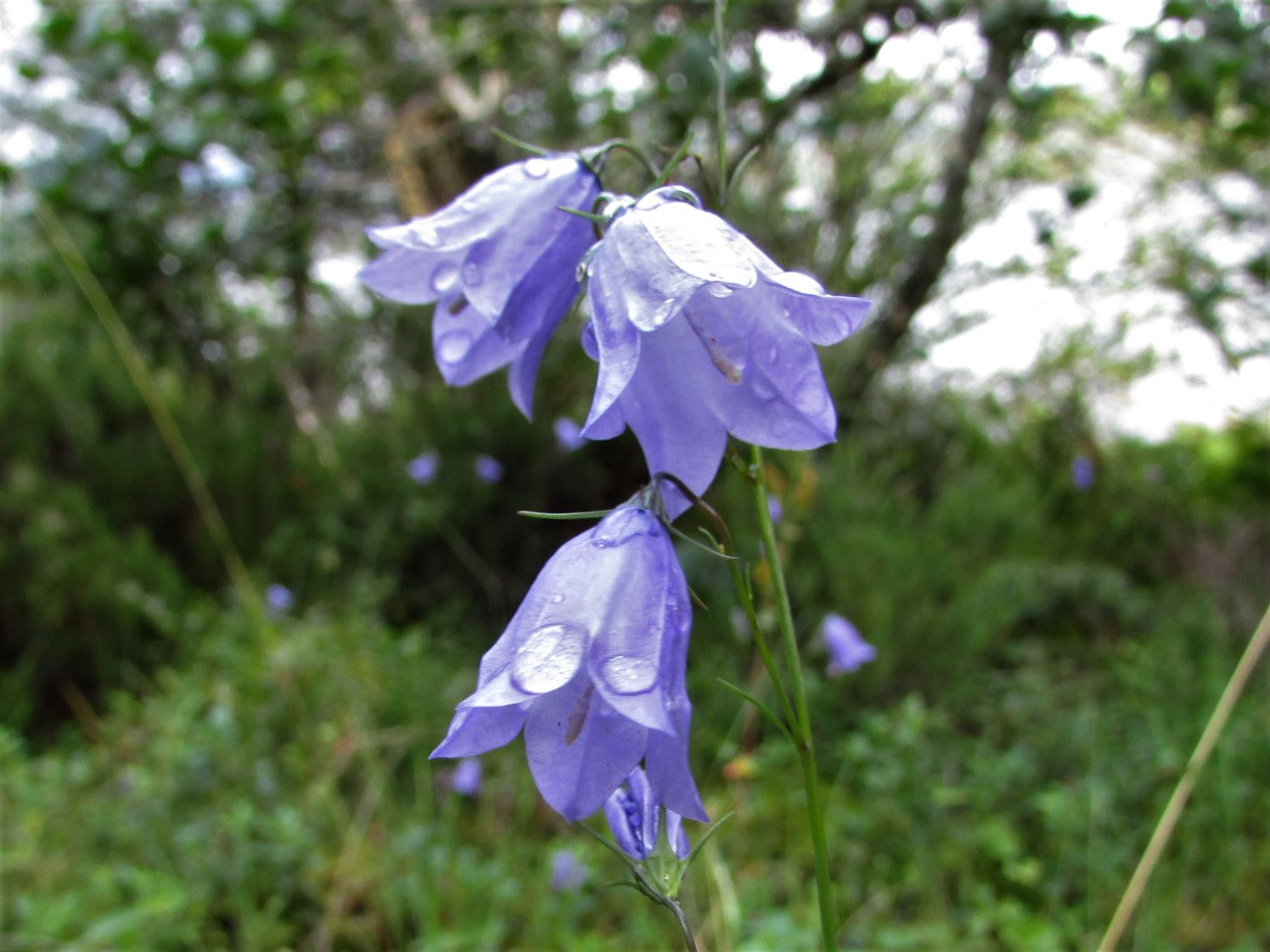 where does the word harebell originate and what does harebell mean