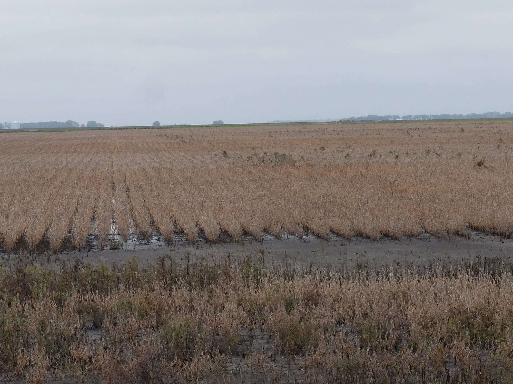 where does the word harvest originate and what does harvest mean