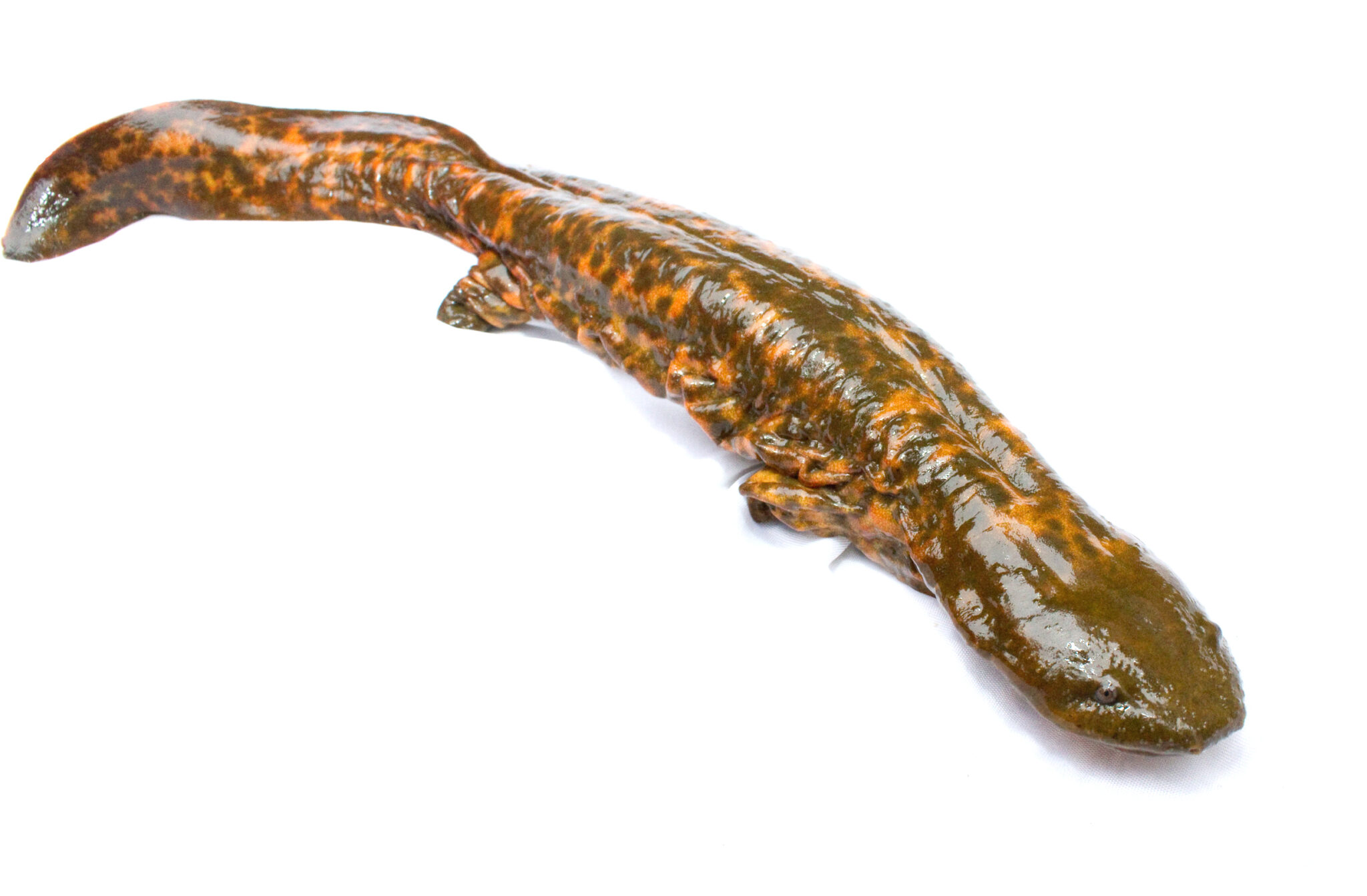 where does the word hellbender come from and what does hellbender mean