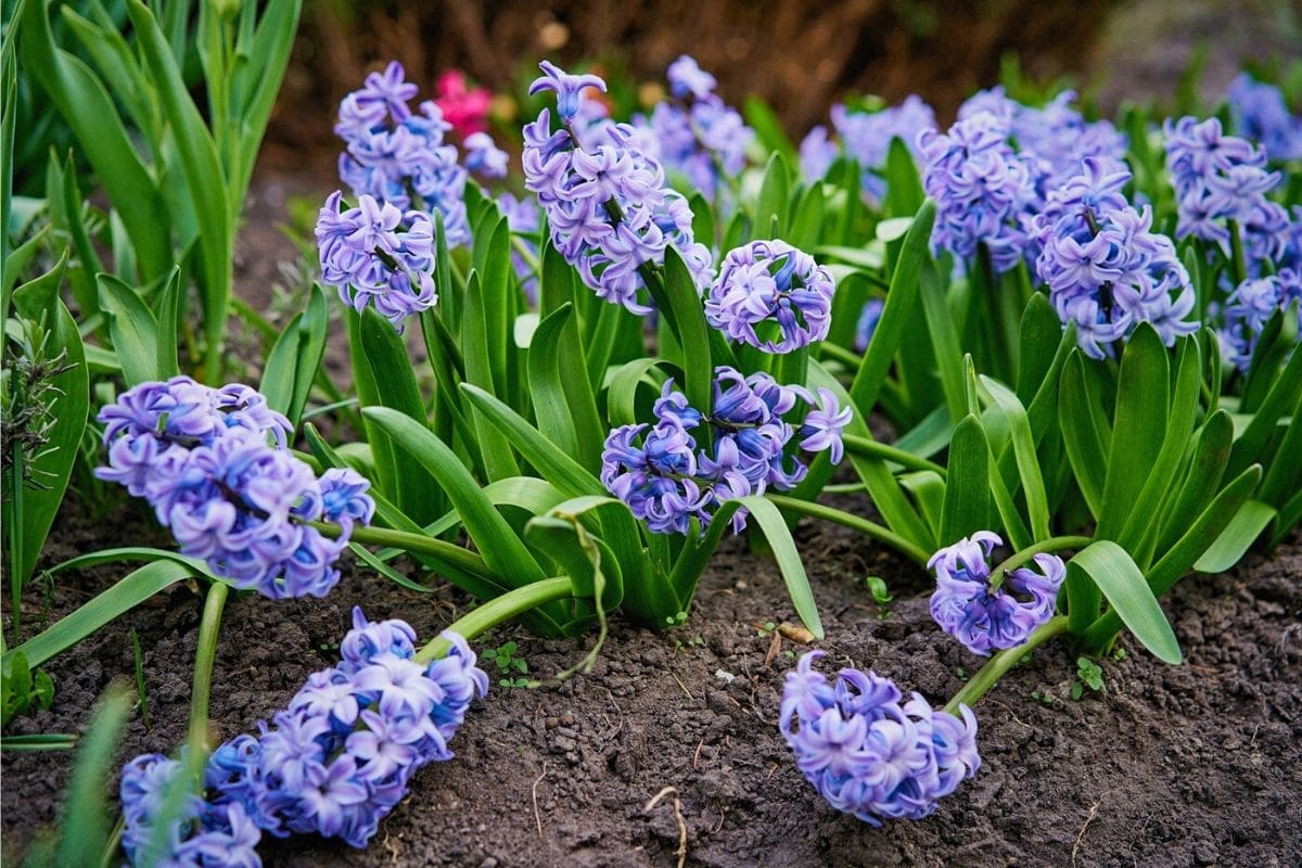 where does the word hyacinth come from and what does hyacinth mean