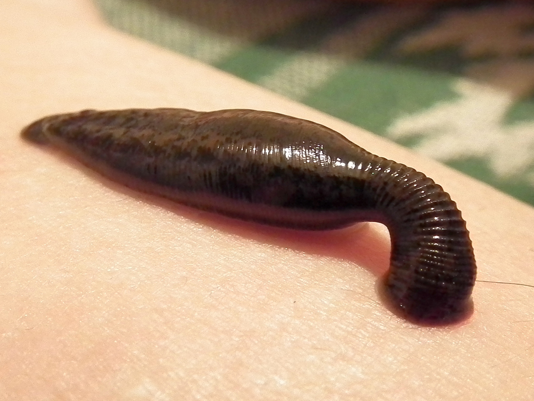 where does the word leech come from and what does leech mean