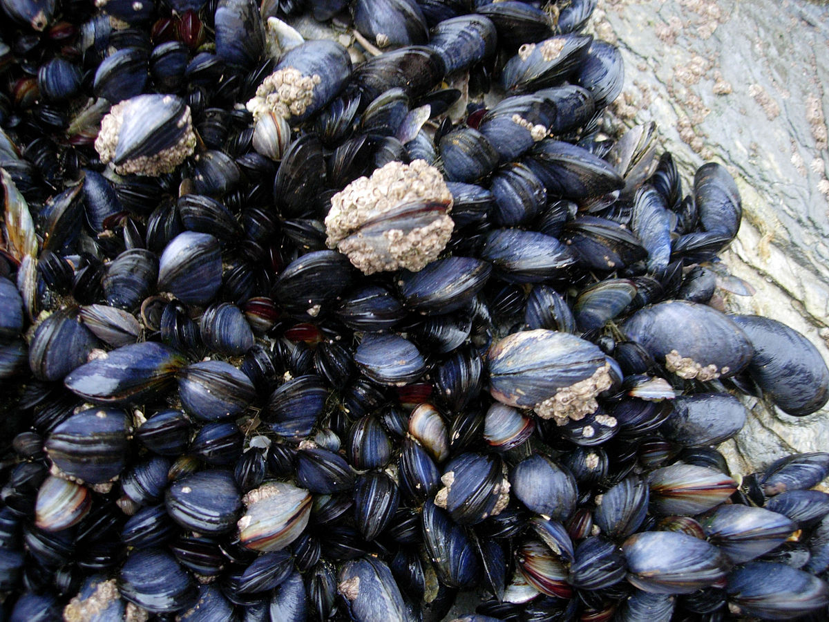 where does the word muscle mussel come from and what does muscle mean in latin