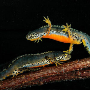 where does the word newt eft come from and how did the newt get its name