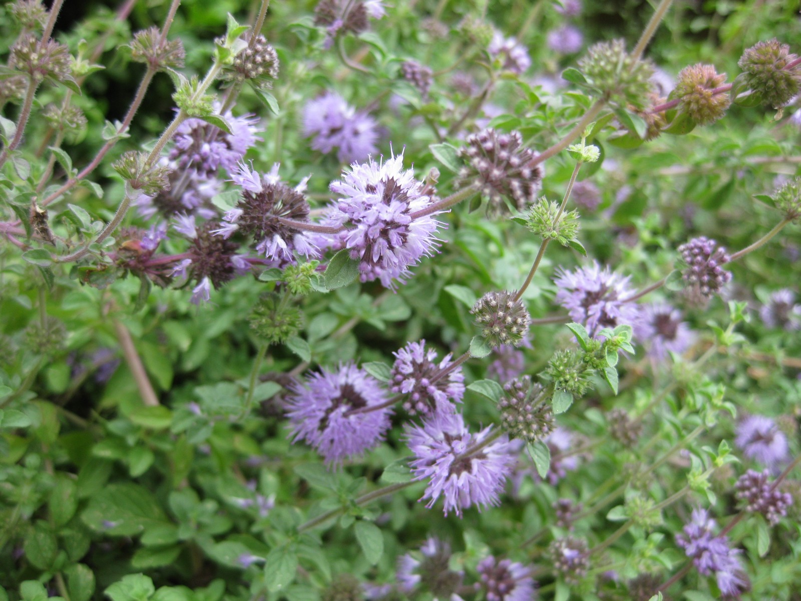 where does the word pennyroyal originate and what does pennyroyal mean