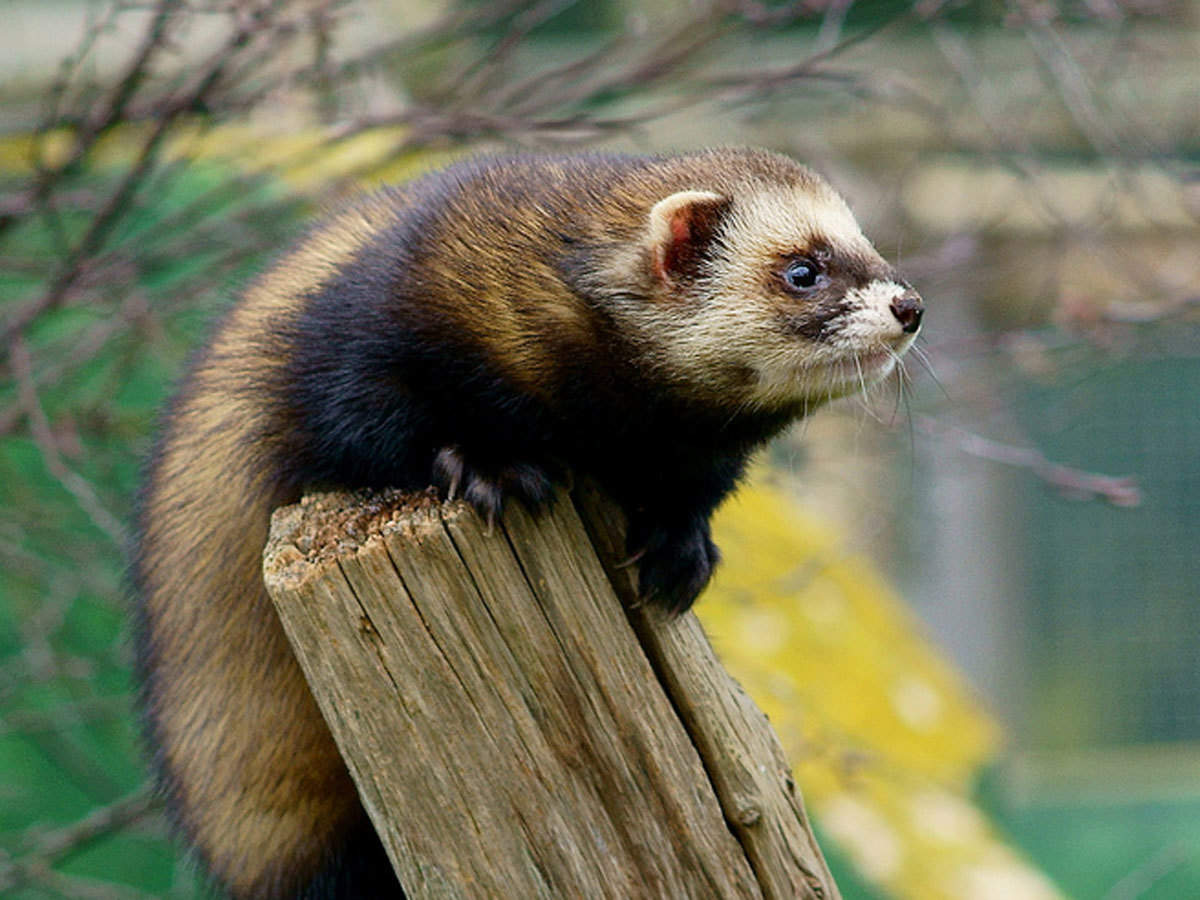 where does the word polecat come from and what does polecat mean in french