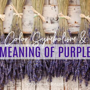 where does the word purple come from and what does purple mean