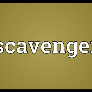 where does the word scavenger originate and what does scavenger mean