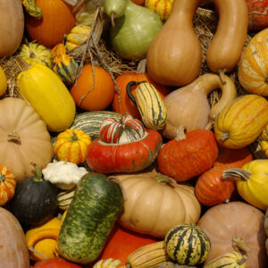 where does the word squash come from and what does squash mean in native american