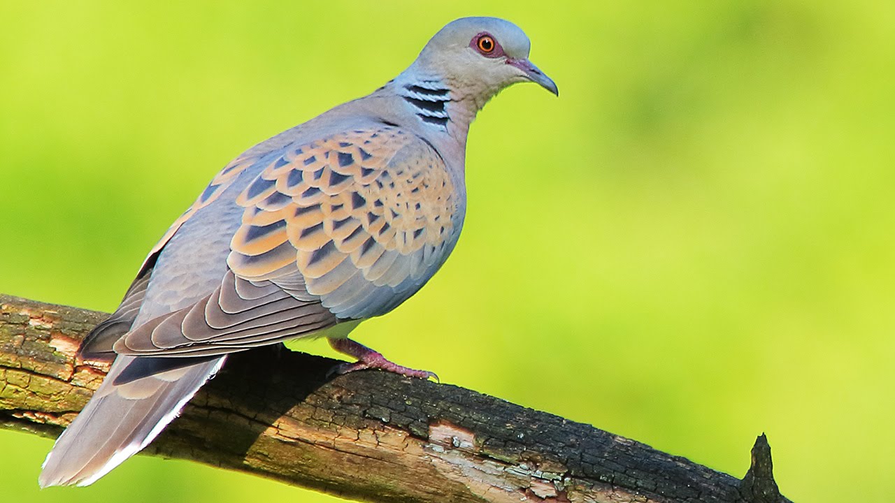 where does the word turtledove come from and how did the turtle get its name
