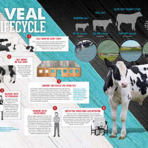 where does veal come from and how do cattle farmers make veal
