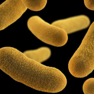 where does yersinia enterocolitica bacteria come from and how does y enterocolitica spread