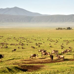 where is the ngorongoro crater located and how many animals live in the ngorongoro crater in tanzania