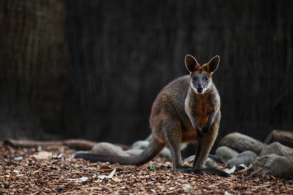 which animals besides the platypus and kangaroo live in australia and nowhere else in the world