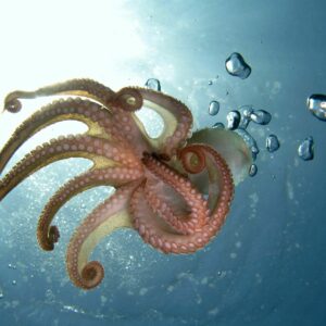 which cephalopod can swim faster a squid or an octopus
