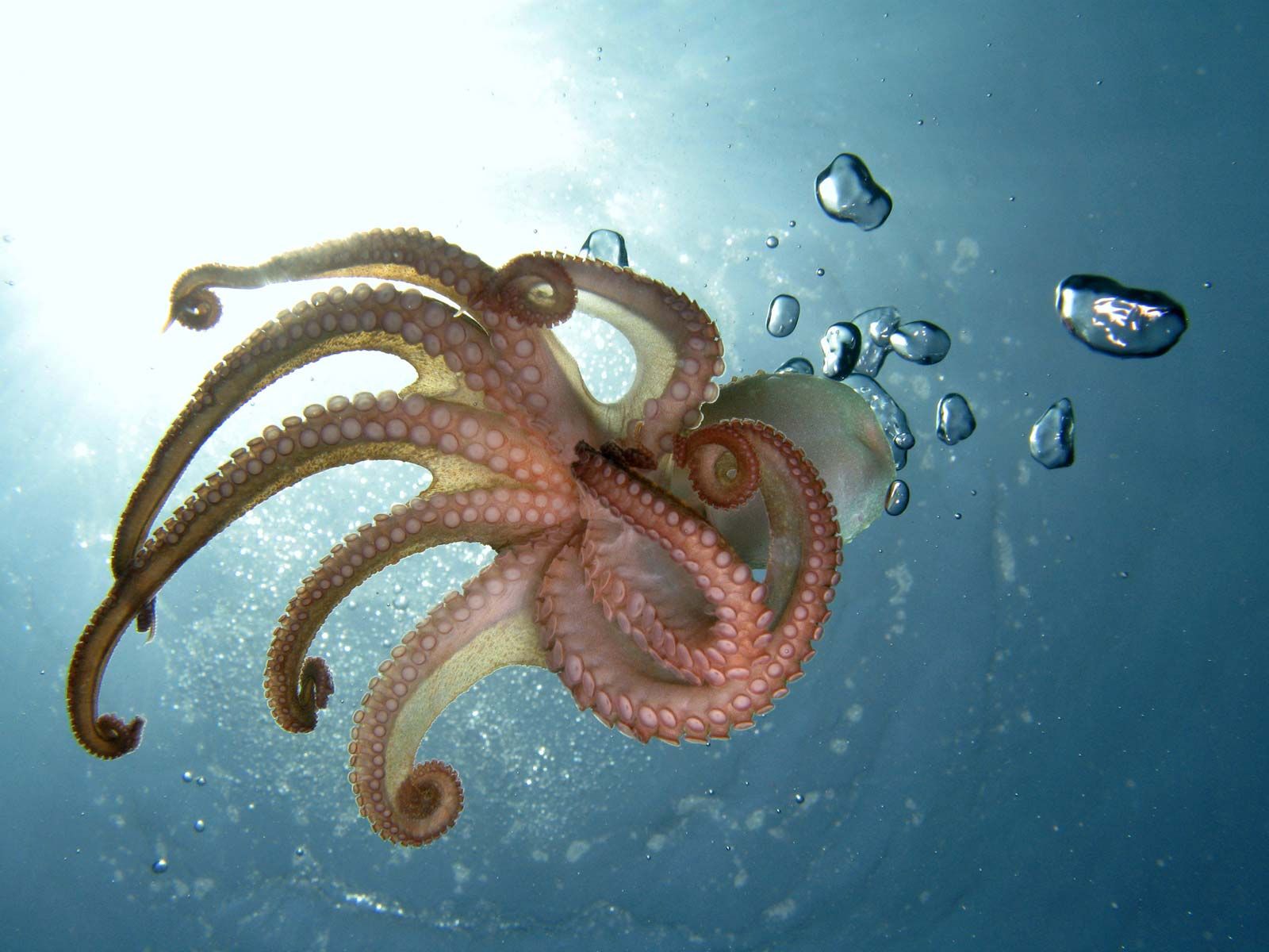 which cephalopod can swim faster a squid or an octopus