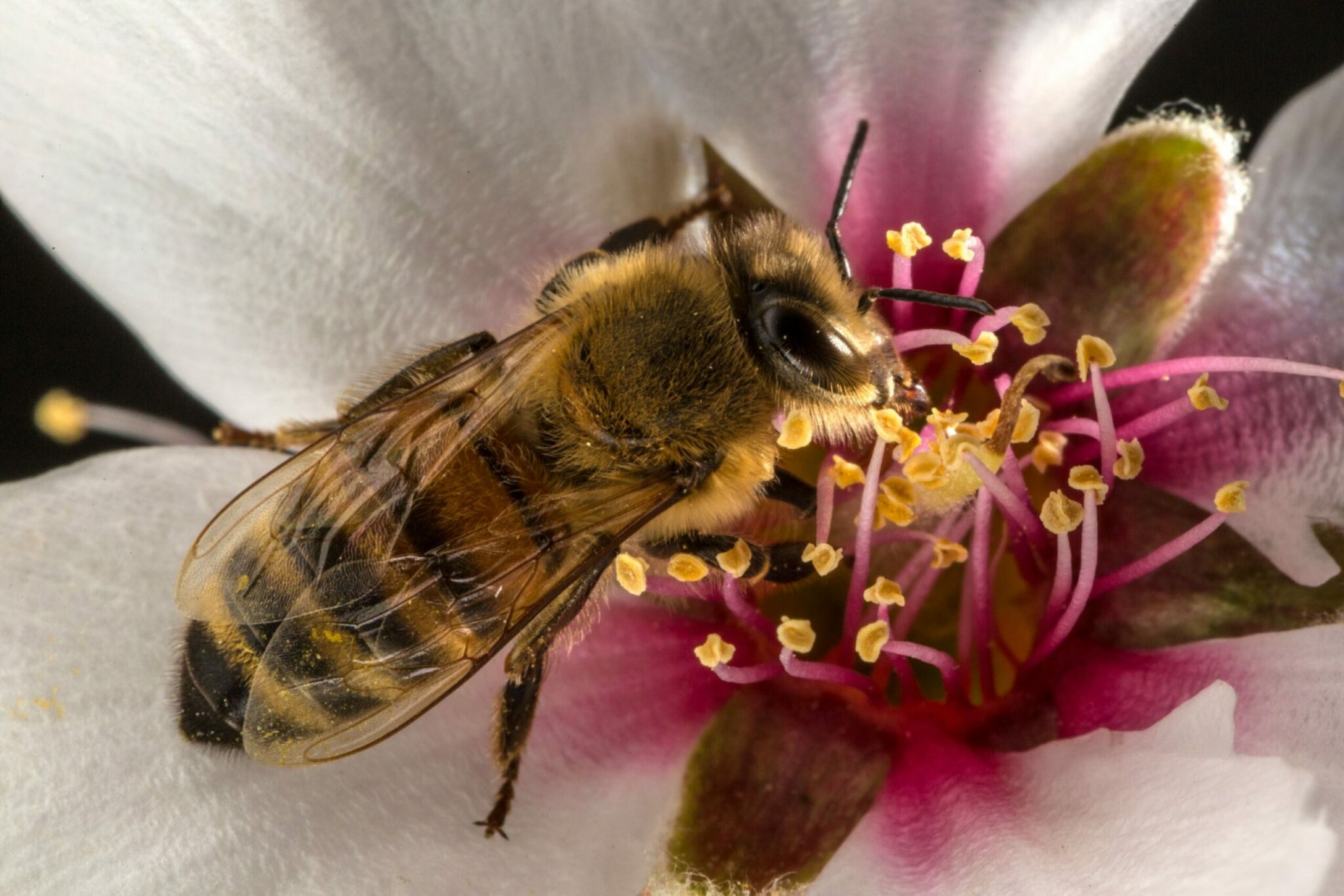 which countries have people that eat bugs and insects and what is the practice called scaled