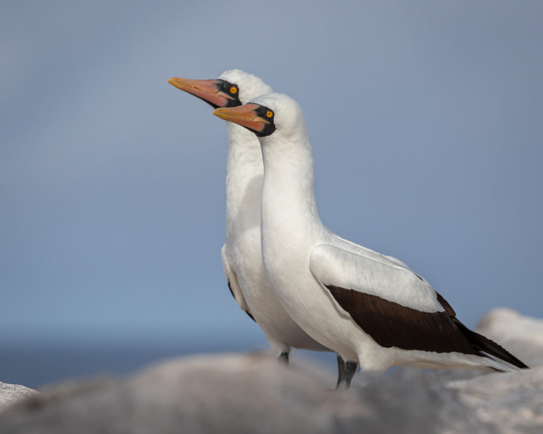 which country do the galapagos islands belong to and how many people live on the galapagos islands